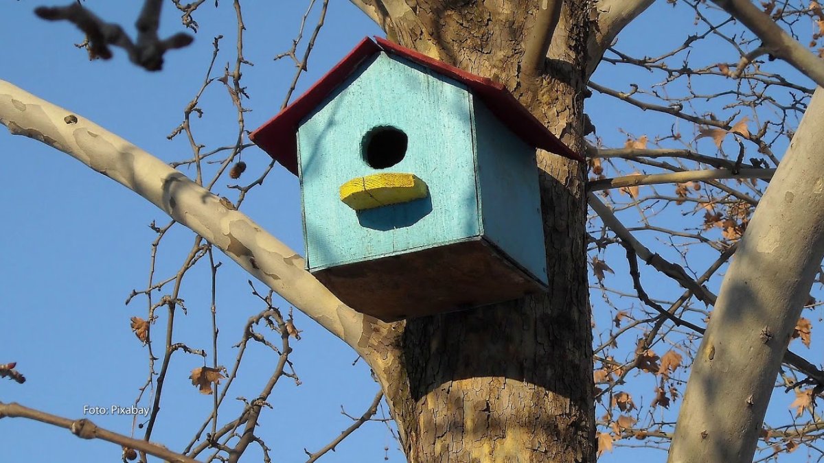 Скворечник на дереве