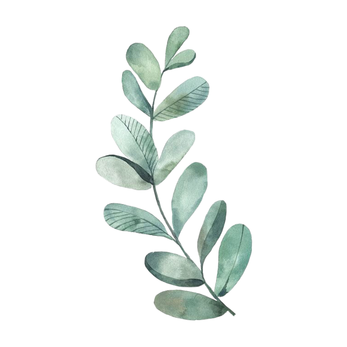 Эвкалипт Рускус акварель