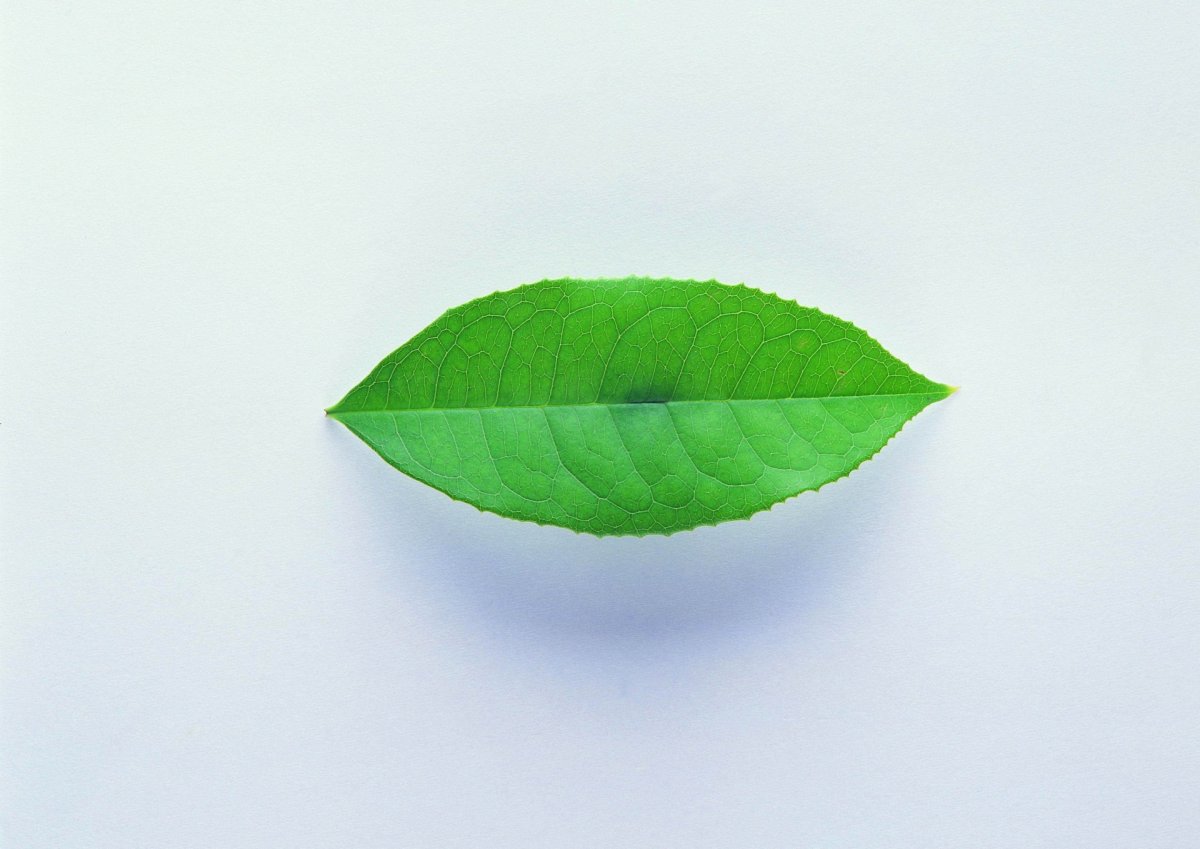 Зеленые листочки