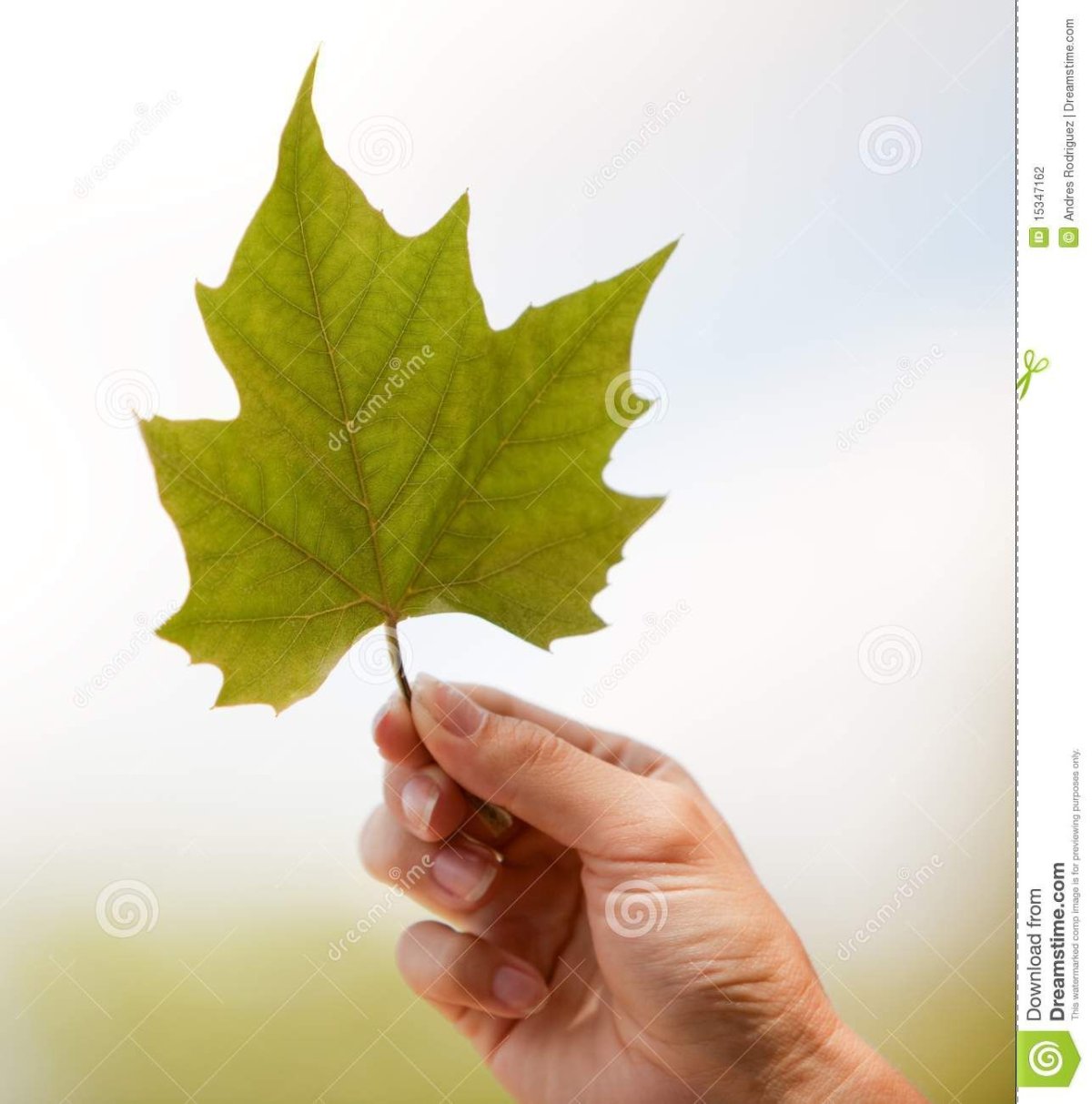 Листик в руке