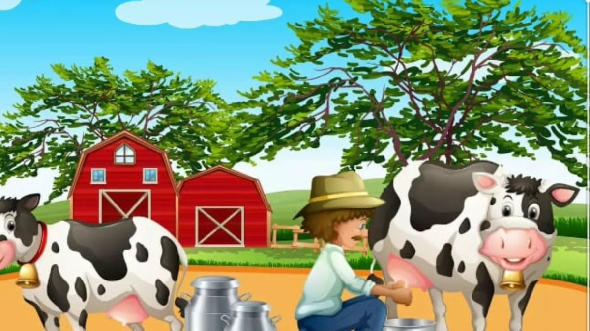 Коровы на ферме доятся для детей