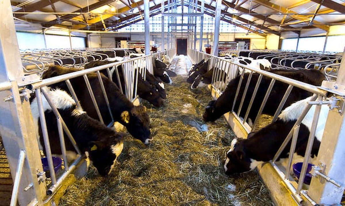 Стойло для коровы