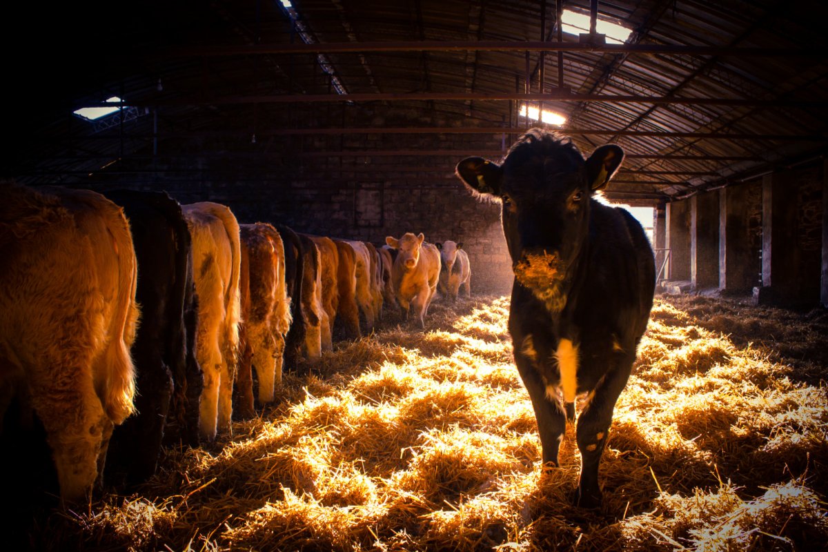 Хлев для коровы