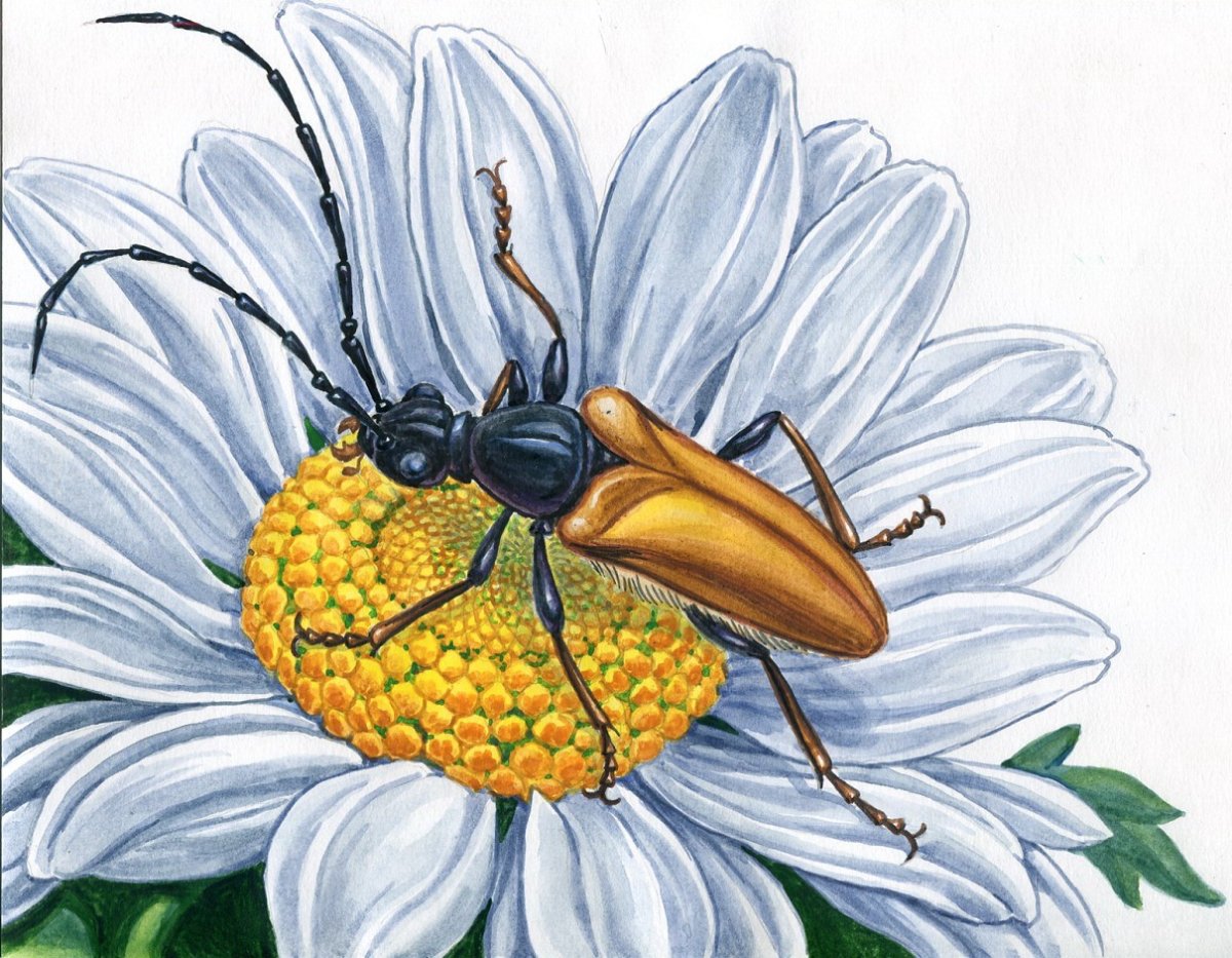 Дюймовочка 1964 Король эльфов