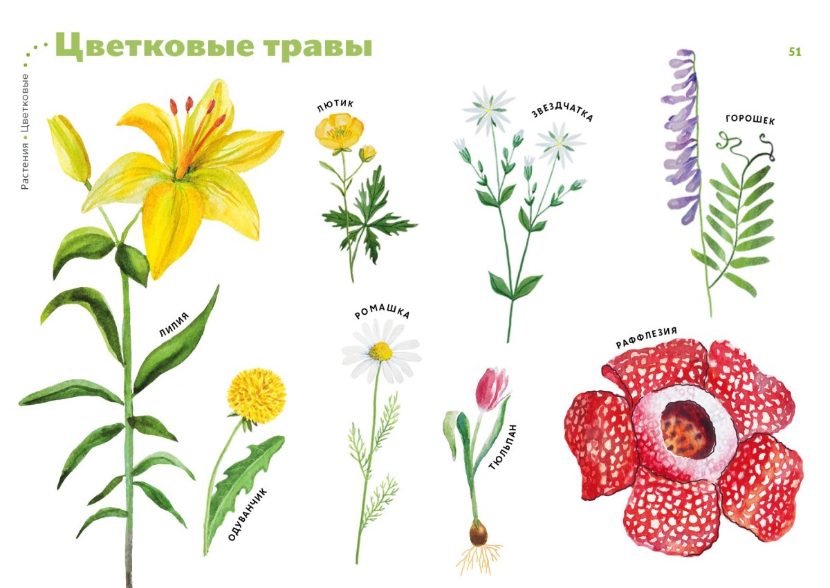 Травянистые цветковые растения