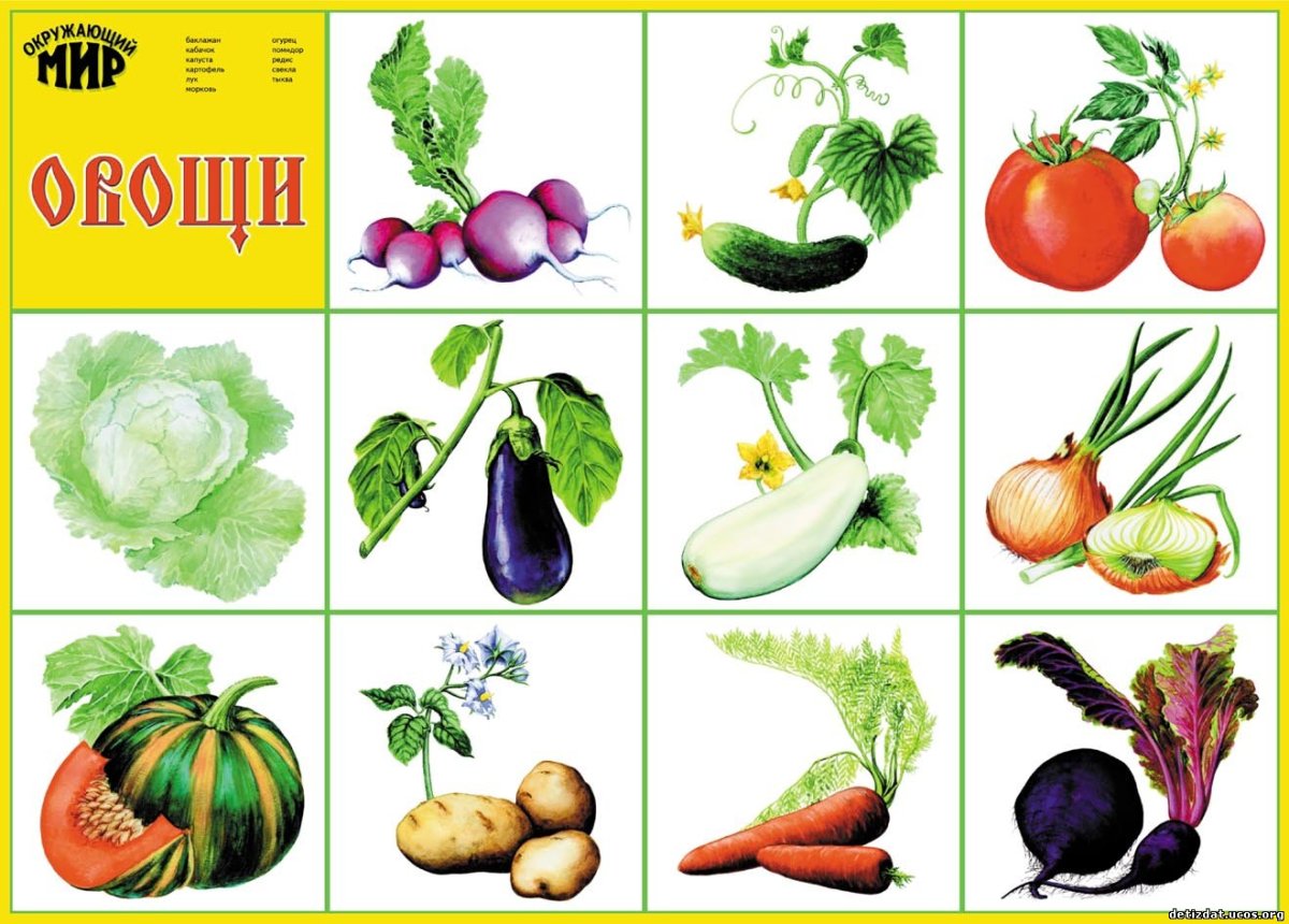 Овощи для детей дошкольного возраста