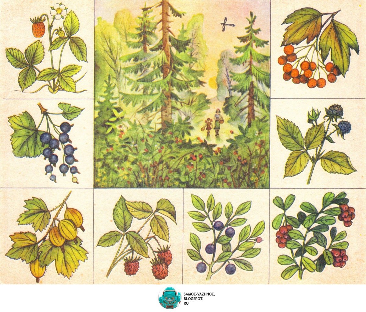 Карточки Ботаническое лото