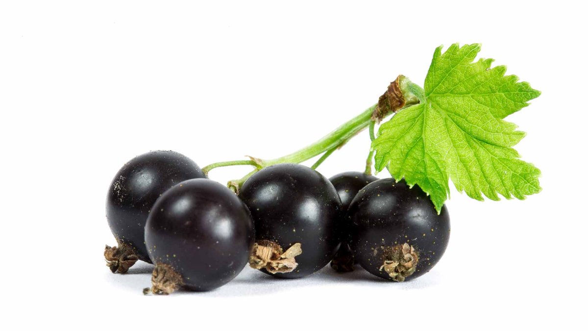 Moon Blackcurrant — черная смородина