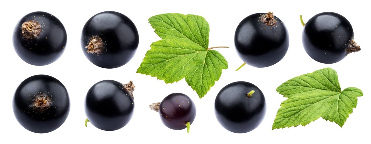 Черная смородина на прозрачном фоне