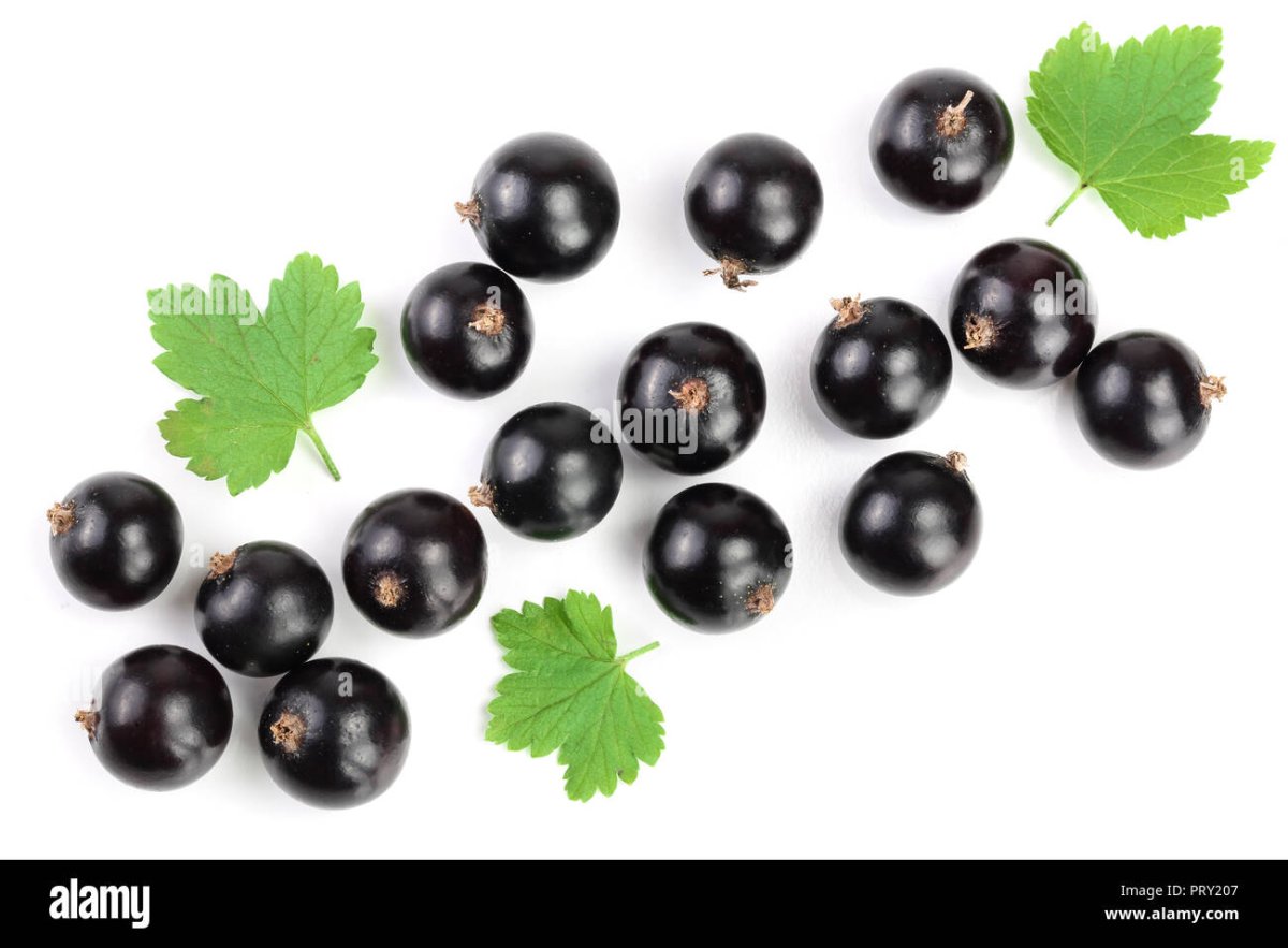 Смородина черная (ribes nigrum l.)