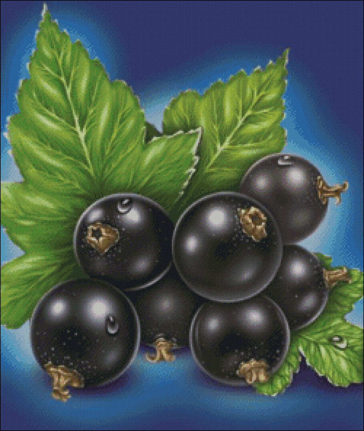 Смородина чёрная