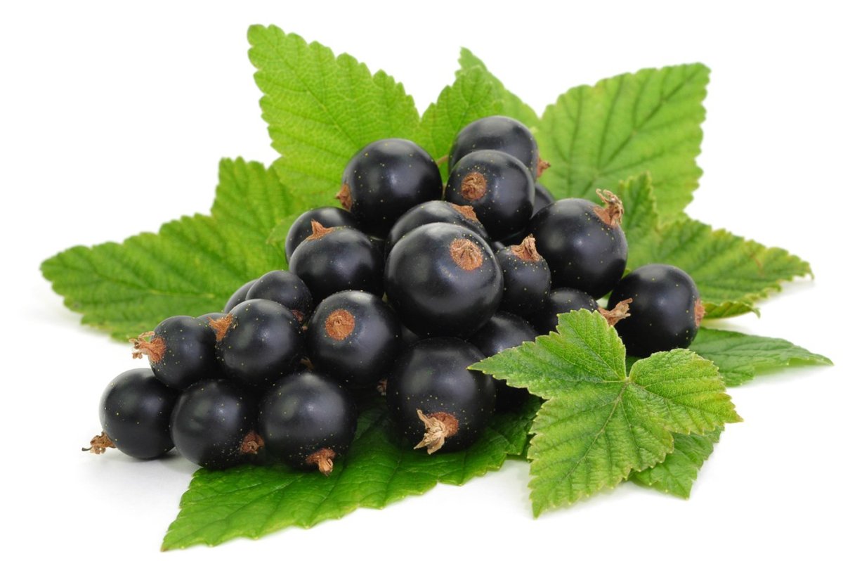 Смородина чёрная