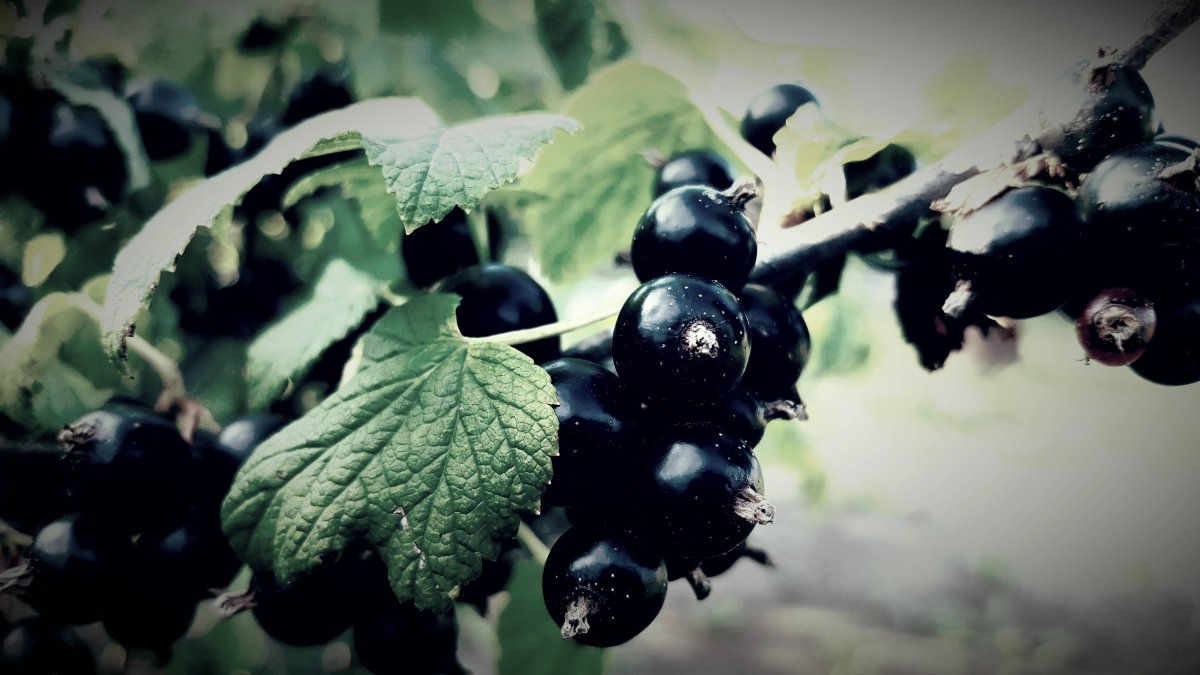 Черная смородина нарисованная