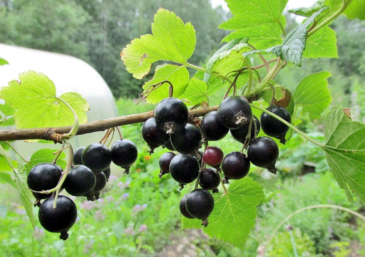 Черная смородина акварель