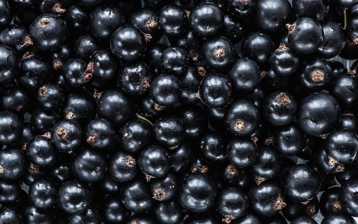 Черная смородина фон