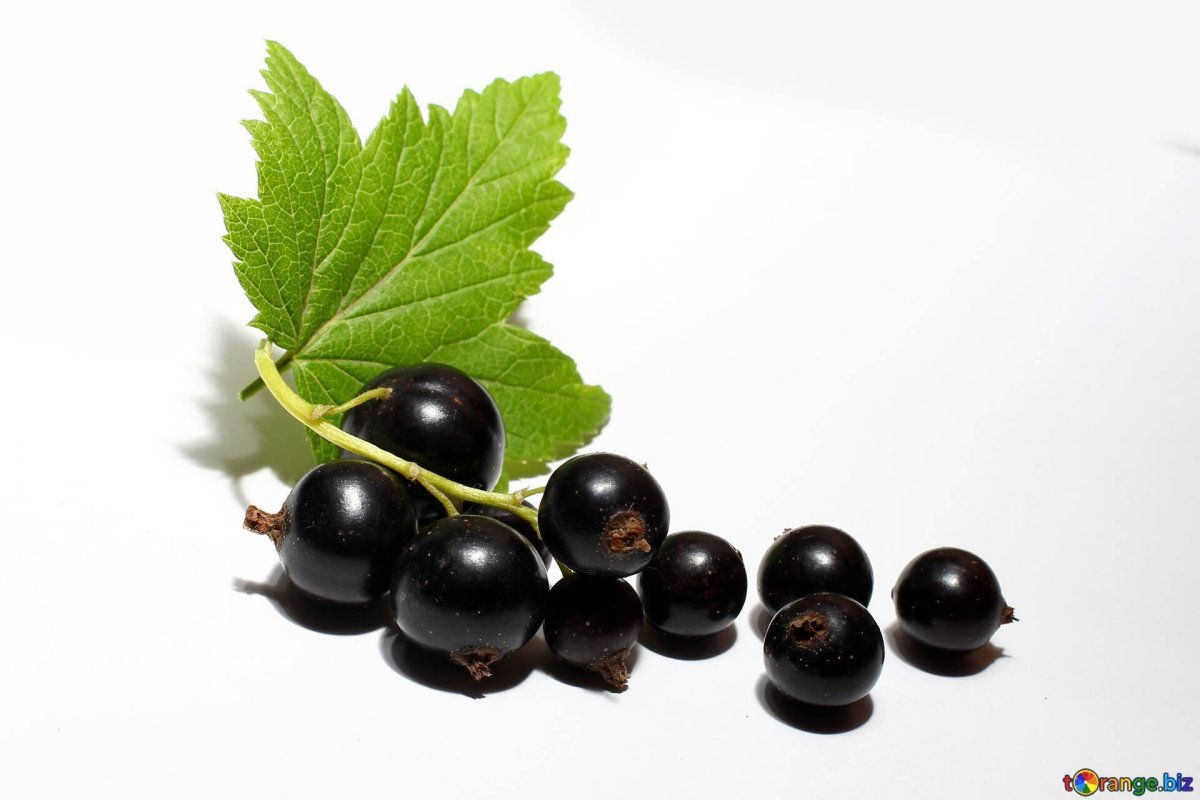 Смородина чёрная