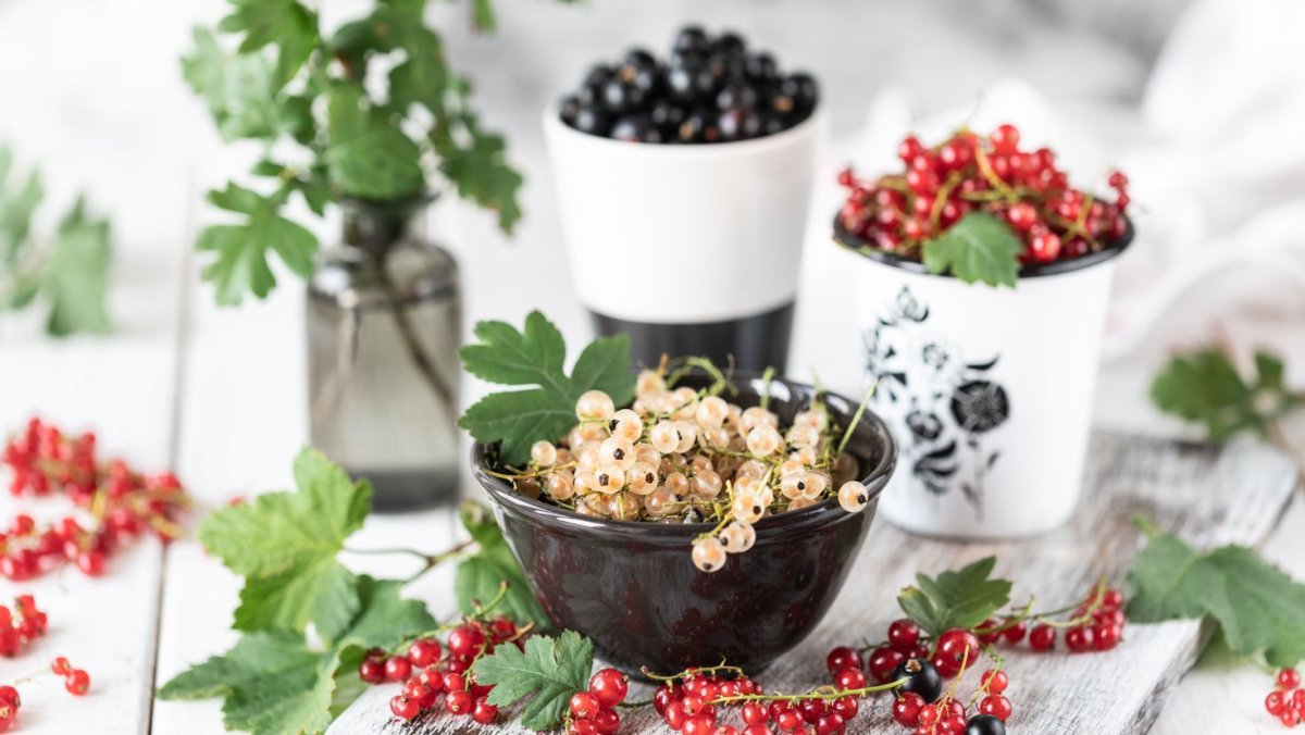 Урожай смородины