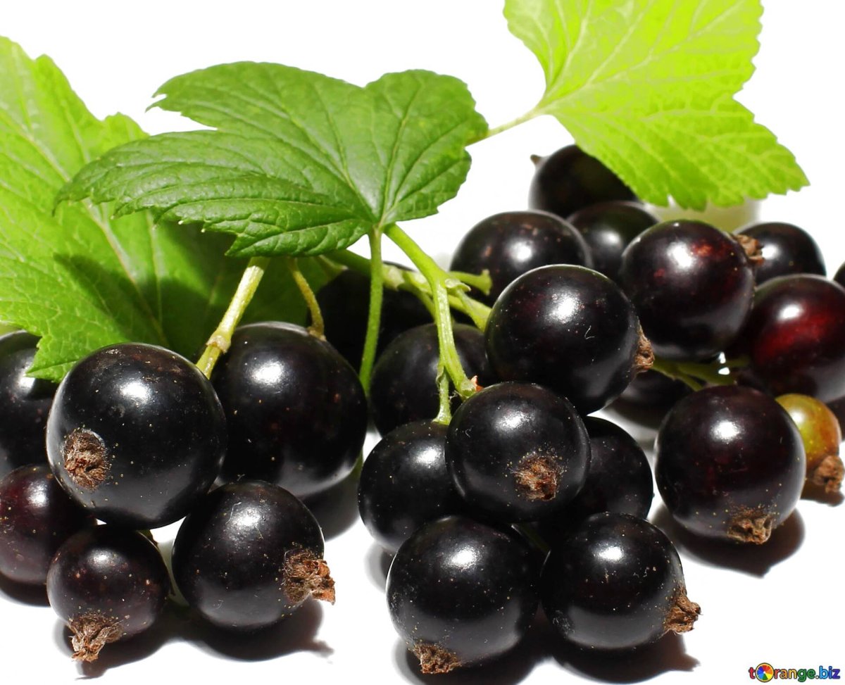 Черная смородина в руке