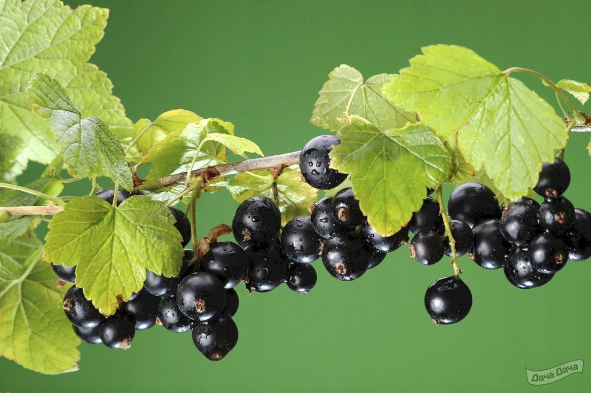 Смородина гравюра