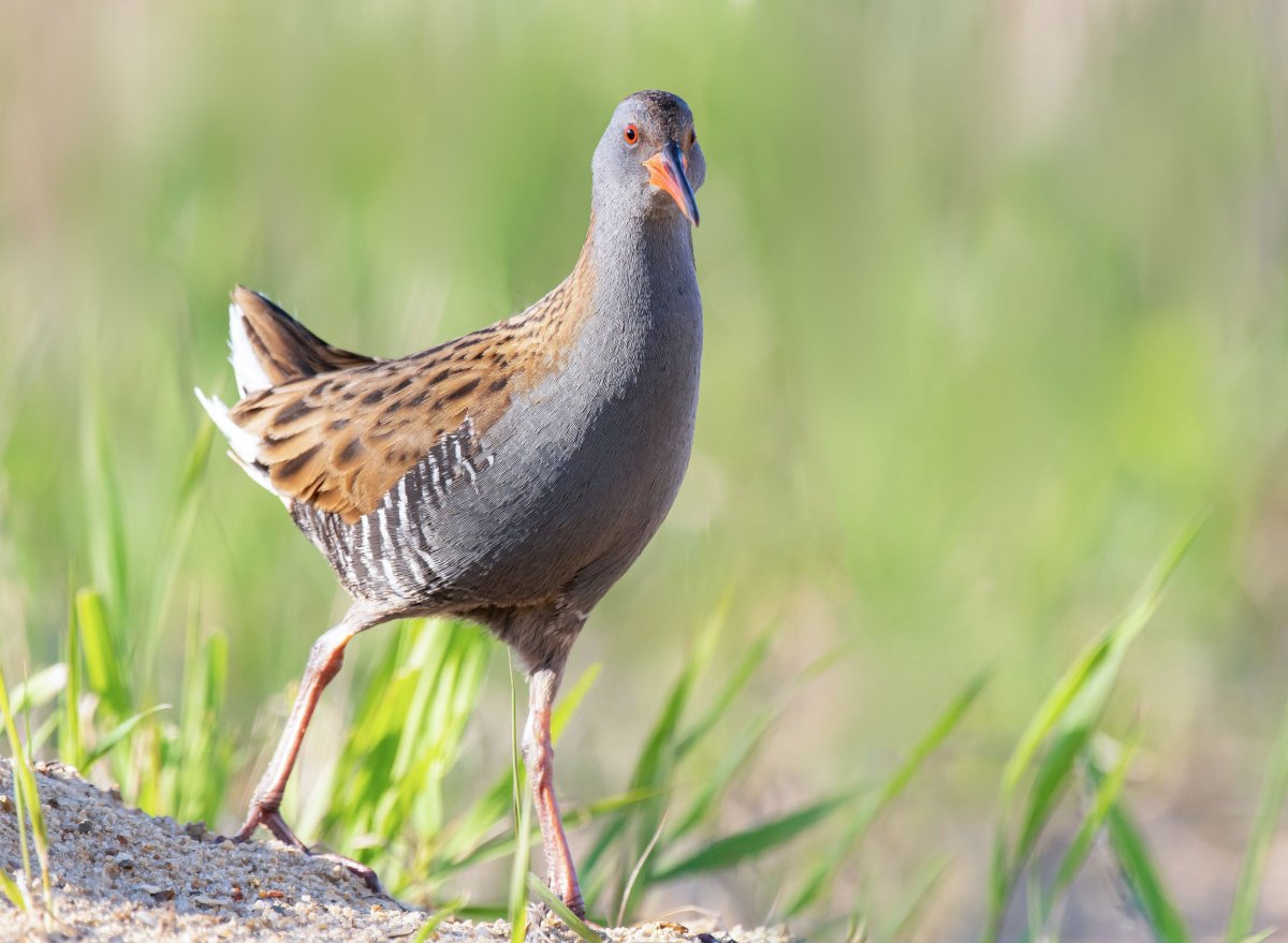 Тристанский Пастушок птица