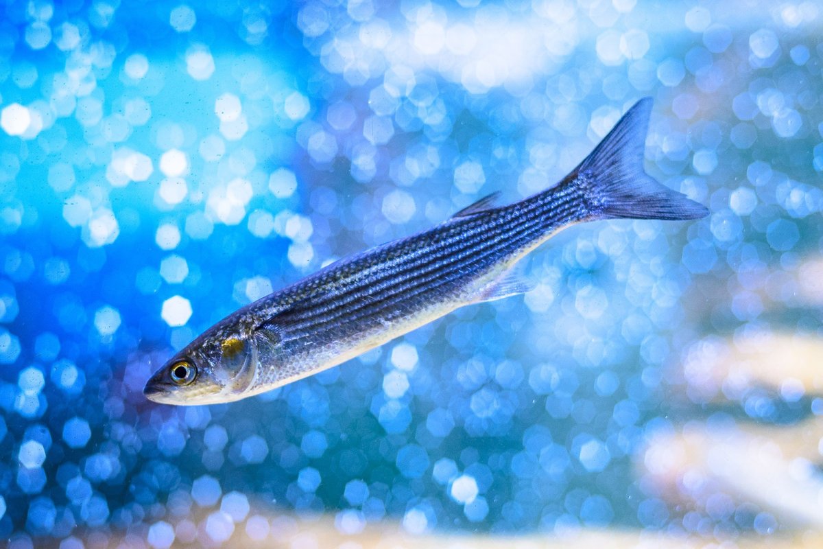 Черноморский Лобан рыба