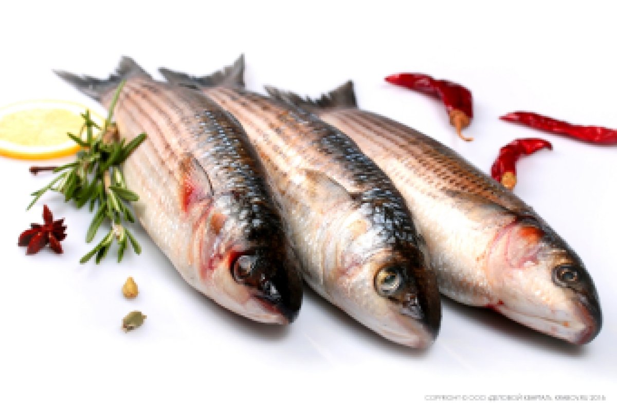 Кефаль остронос