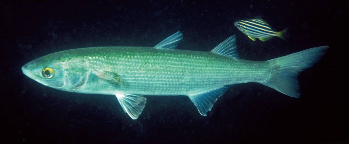 Сибас морской окунь