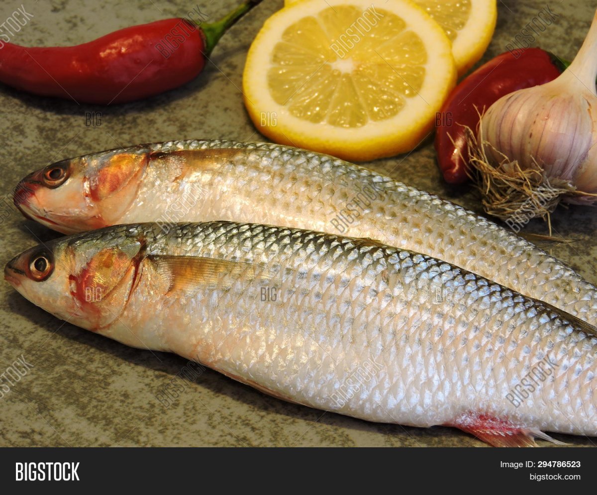 Кефаль сингиль