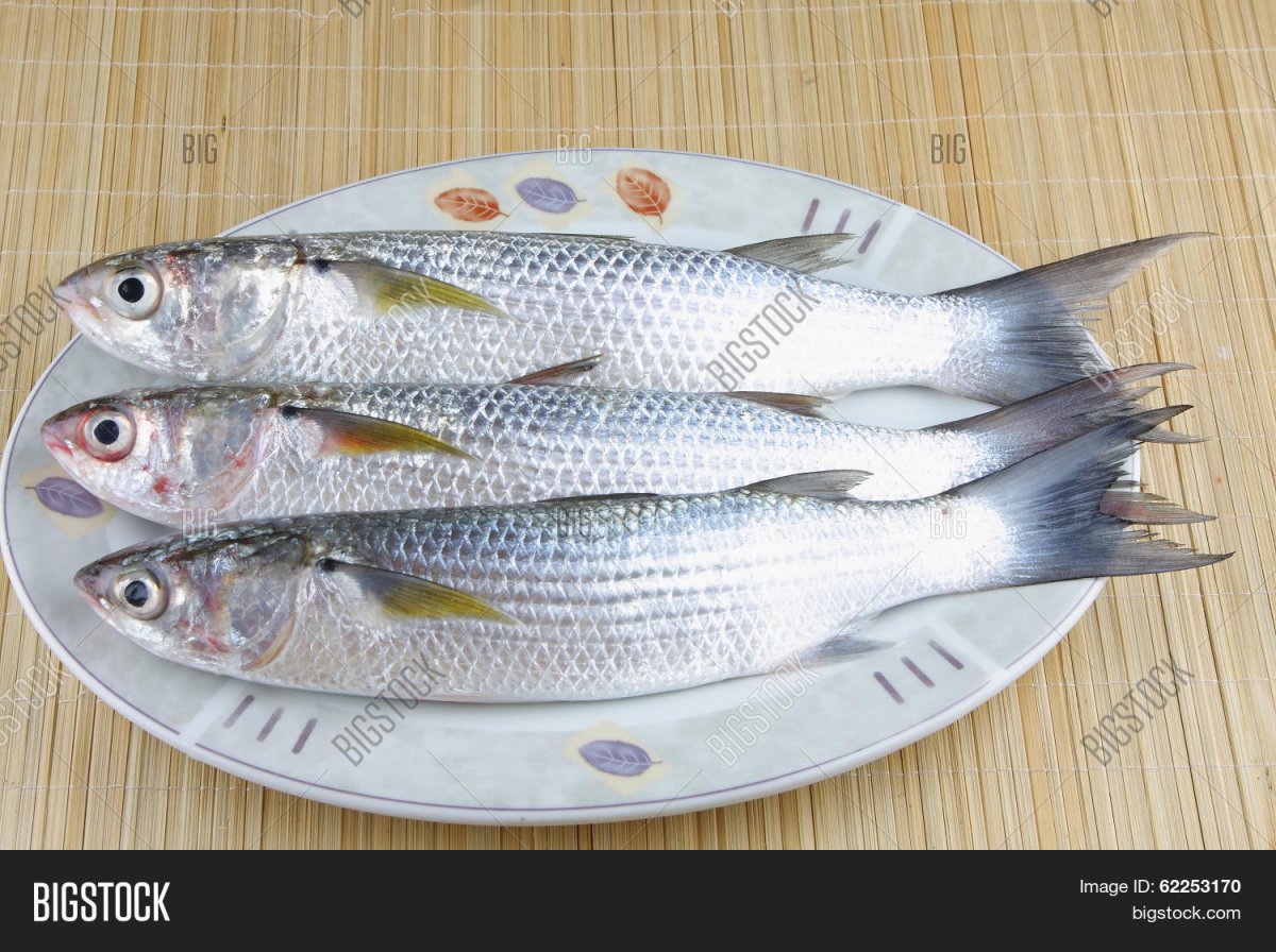 Кефаль Рамада