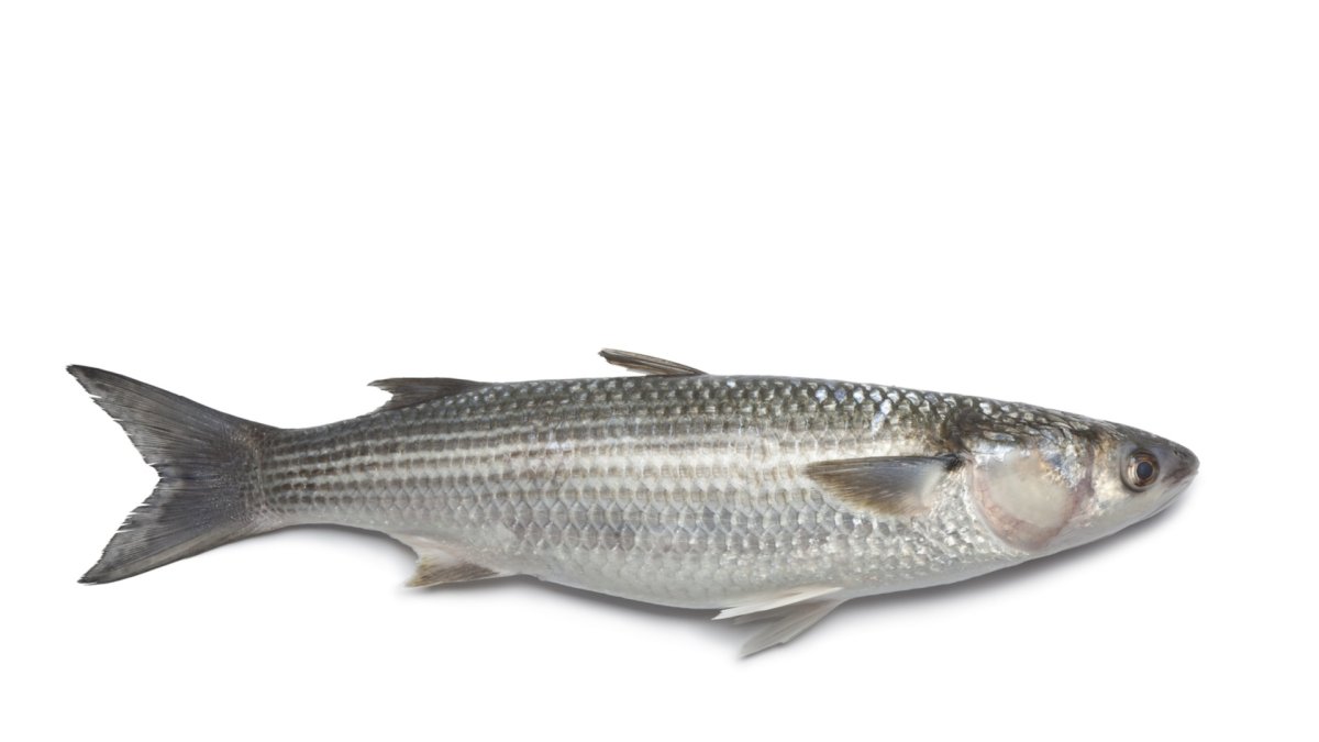 Кефаль Черноморская