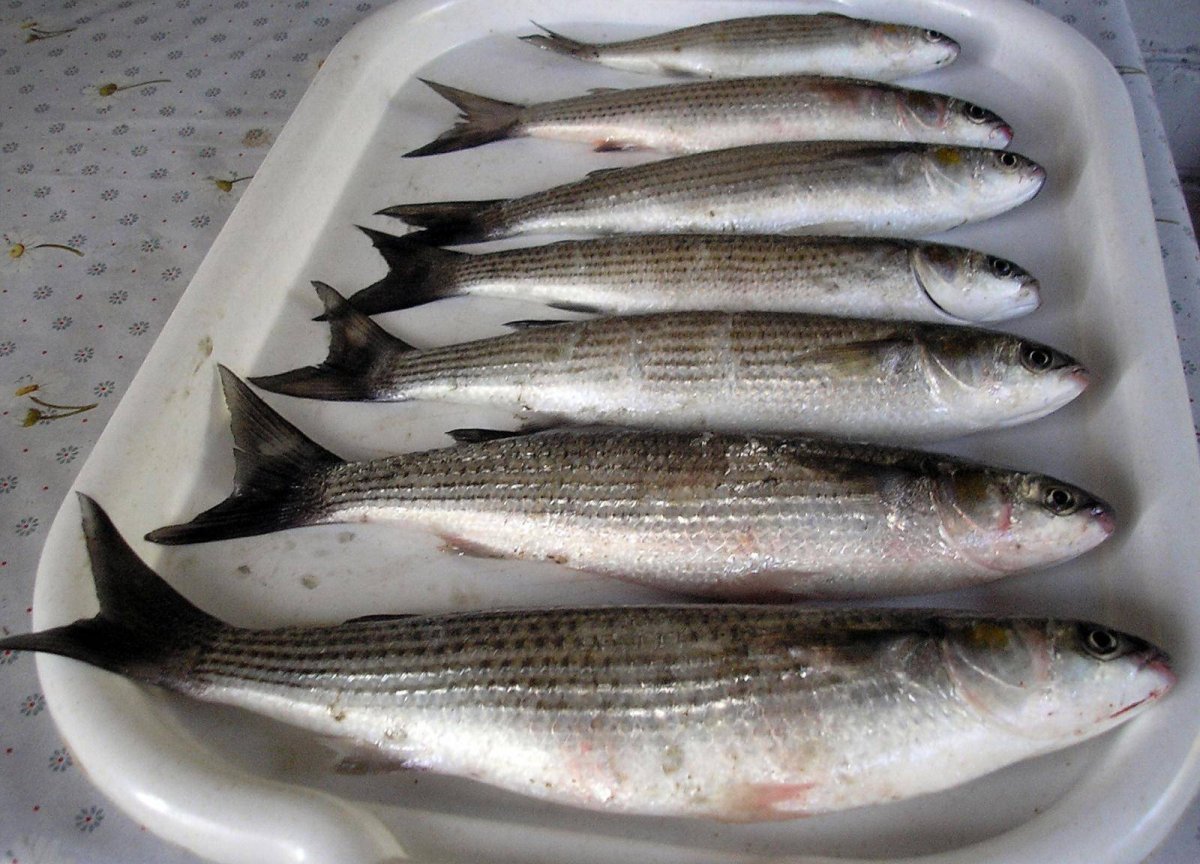 Лобань Черноморская рыба