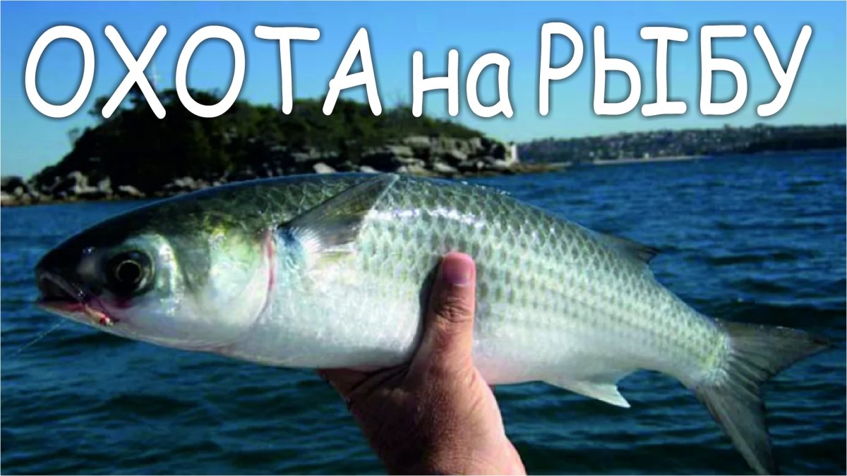 Кефаль Черноморская