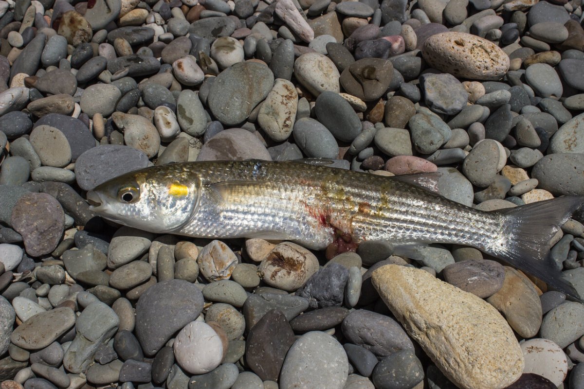 Головастая кефаль