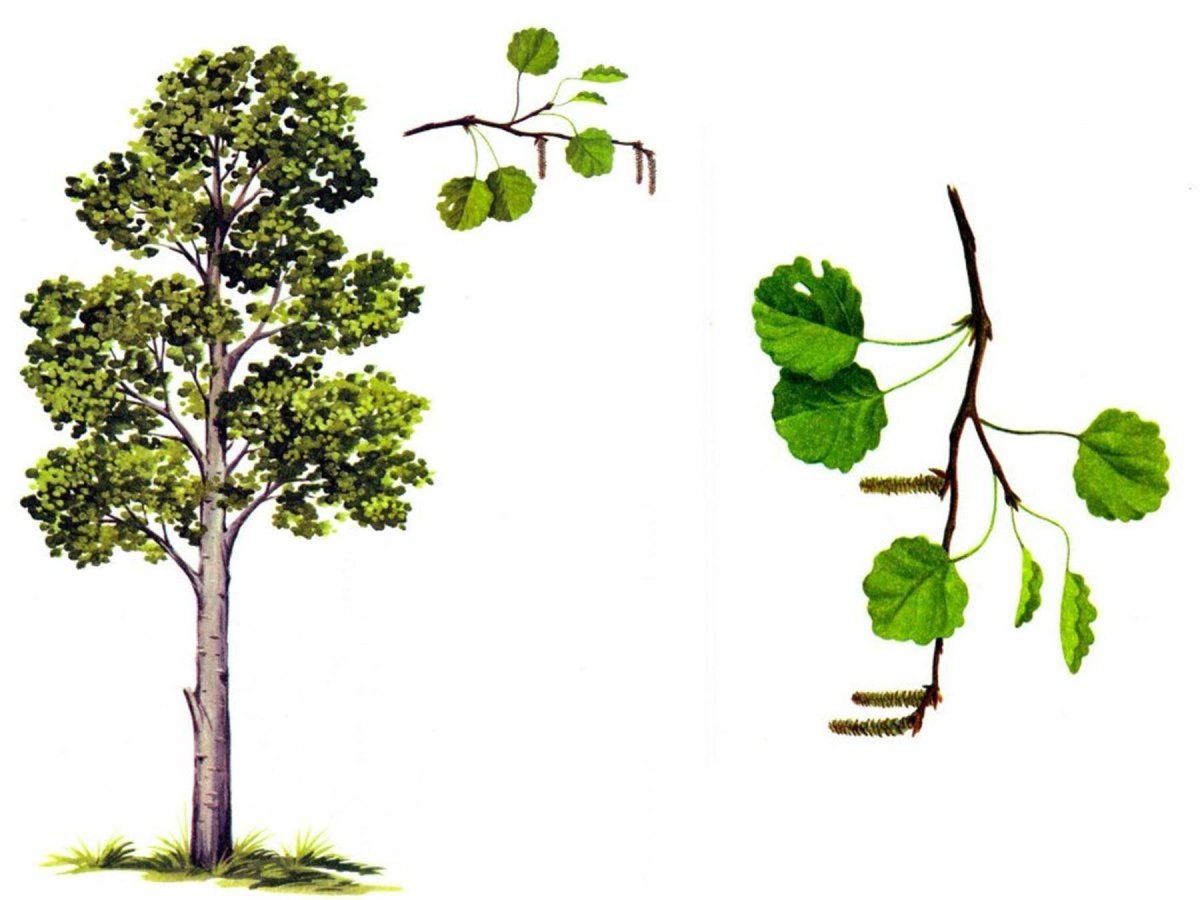 Осина Сибирская