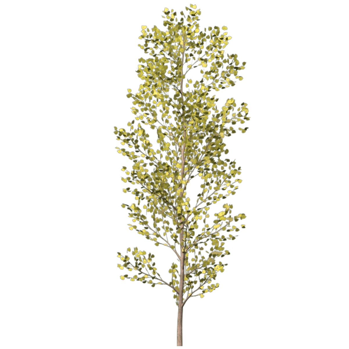 Тополь для детей