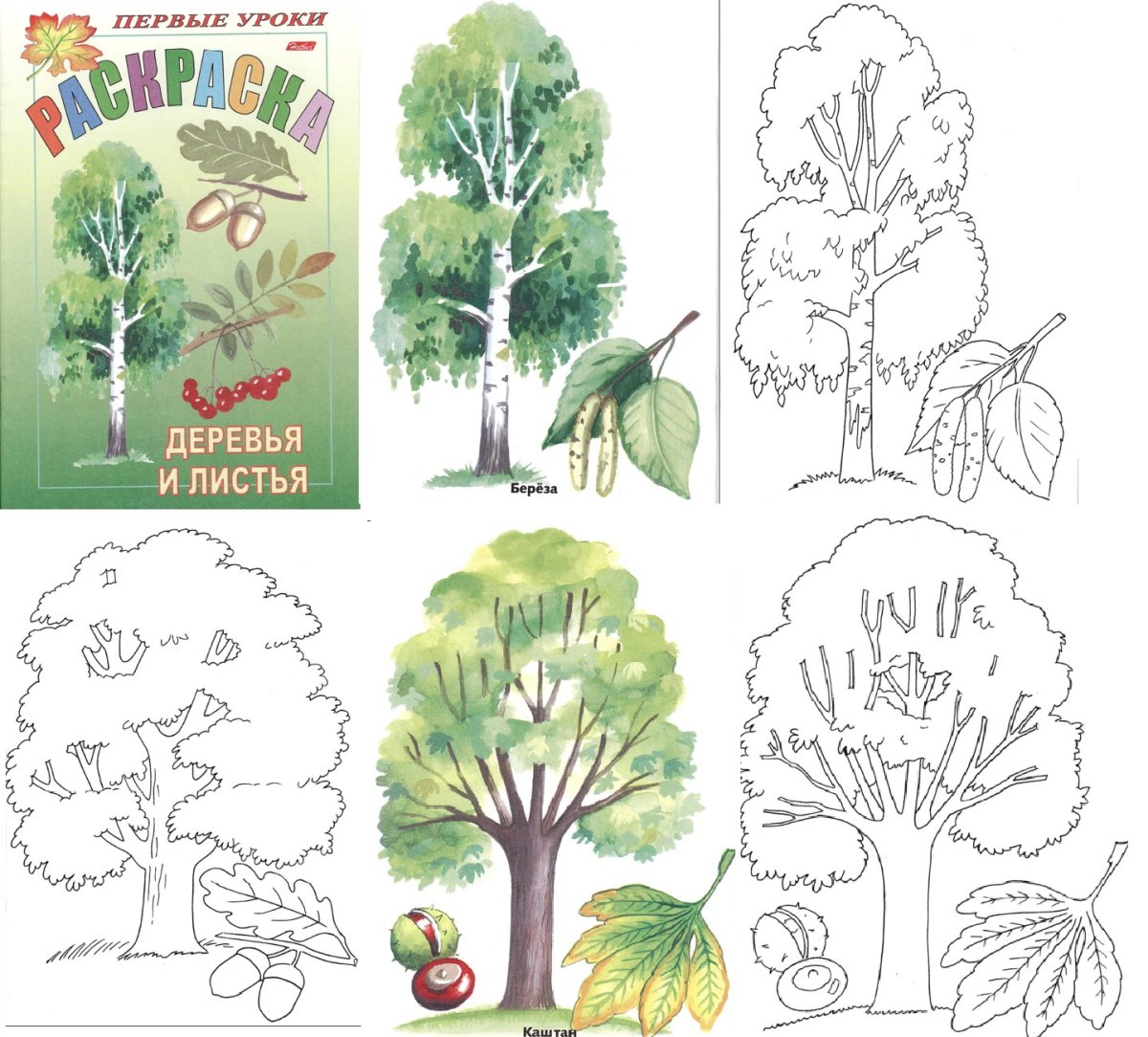 Ольха на белом фоне