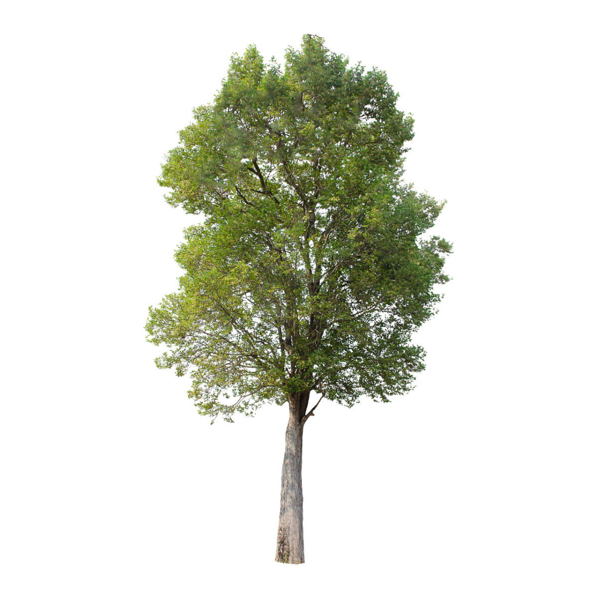 Тополь дерево