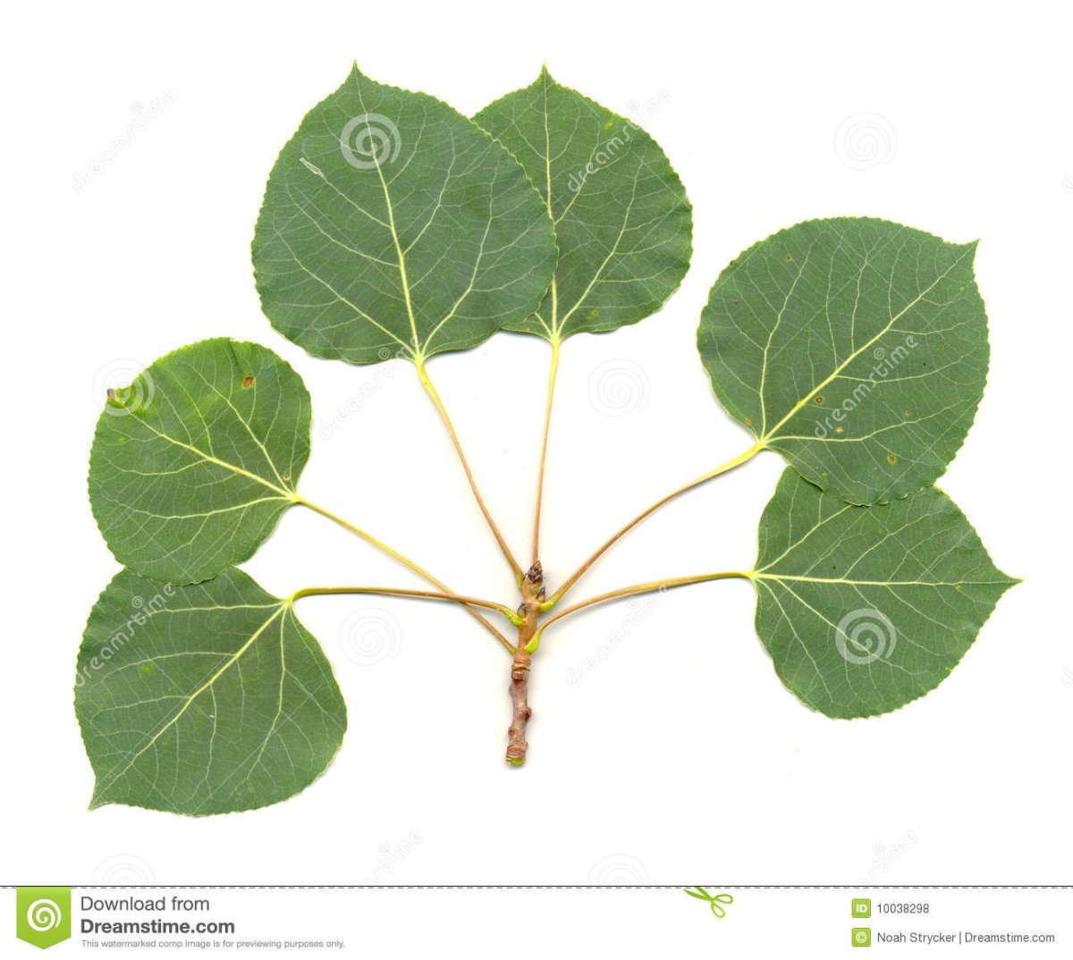 Осина рисунок на белом фоне