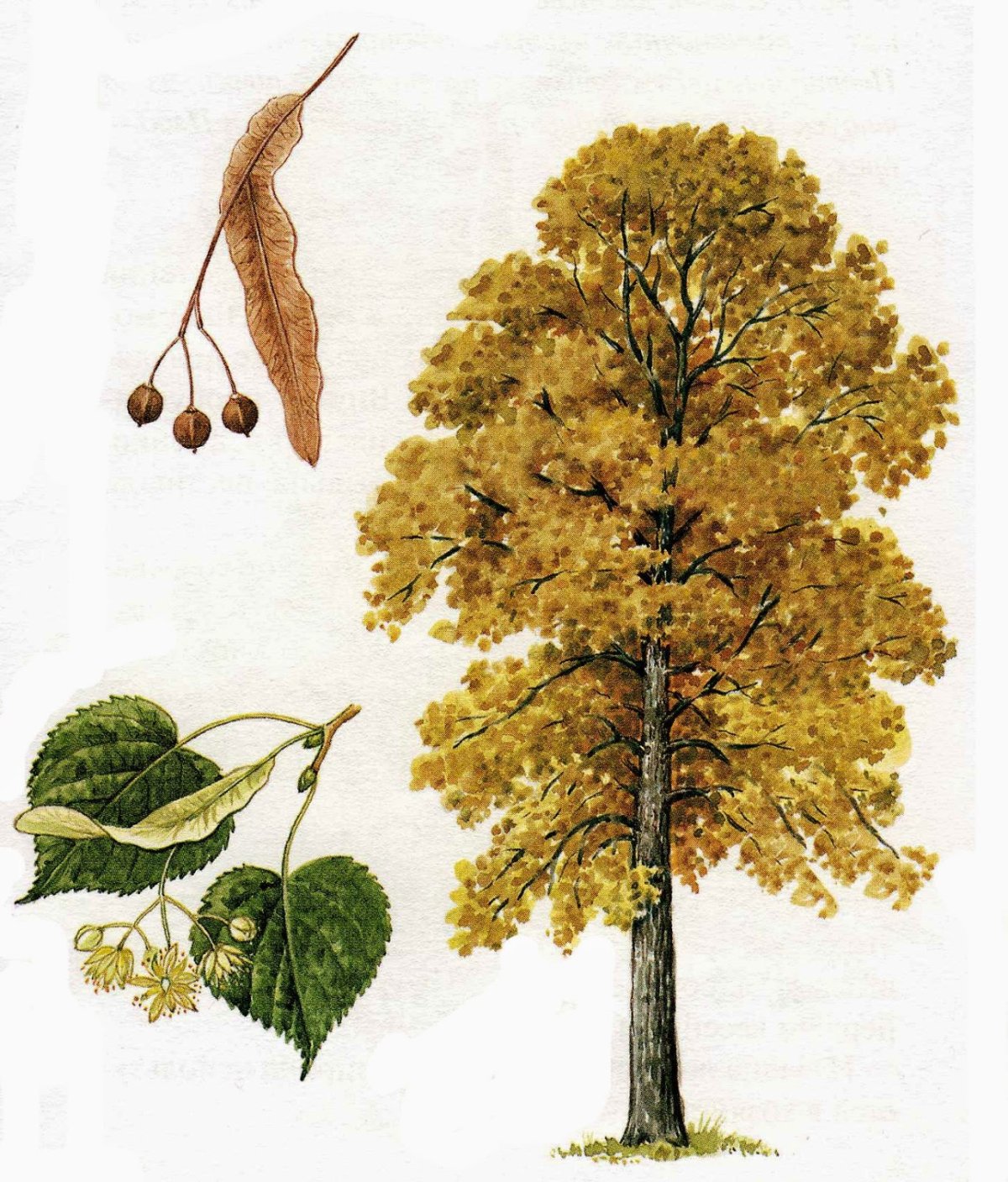 Береза на белом фоне