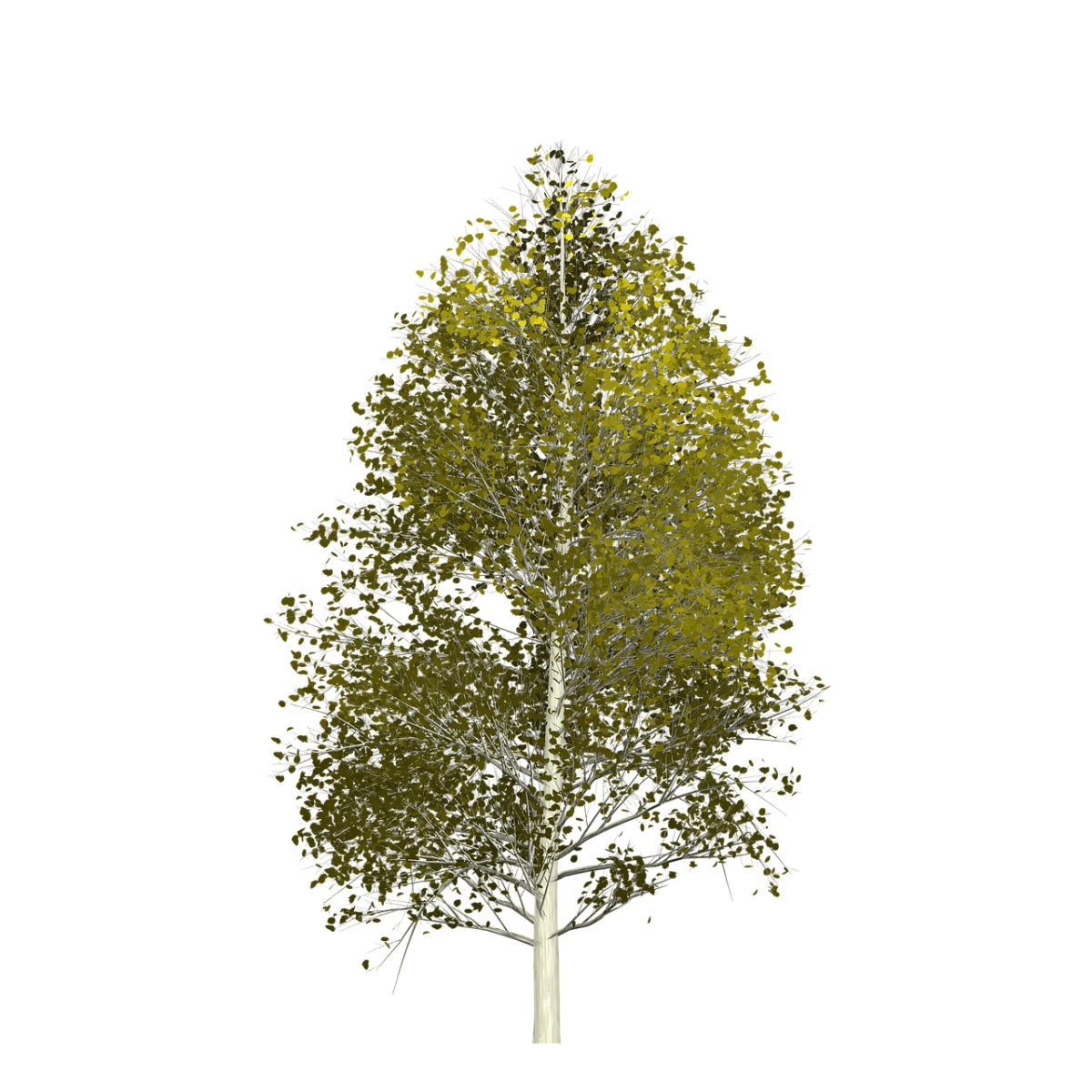 Береза на прозрачном фоне