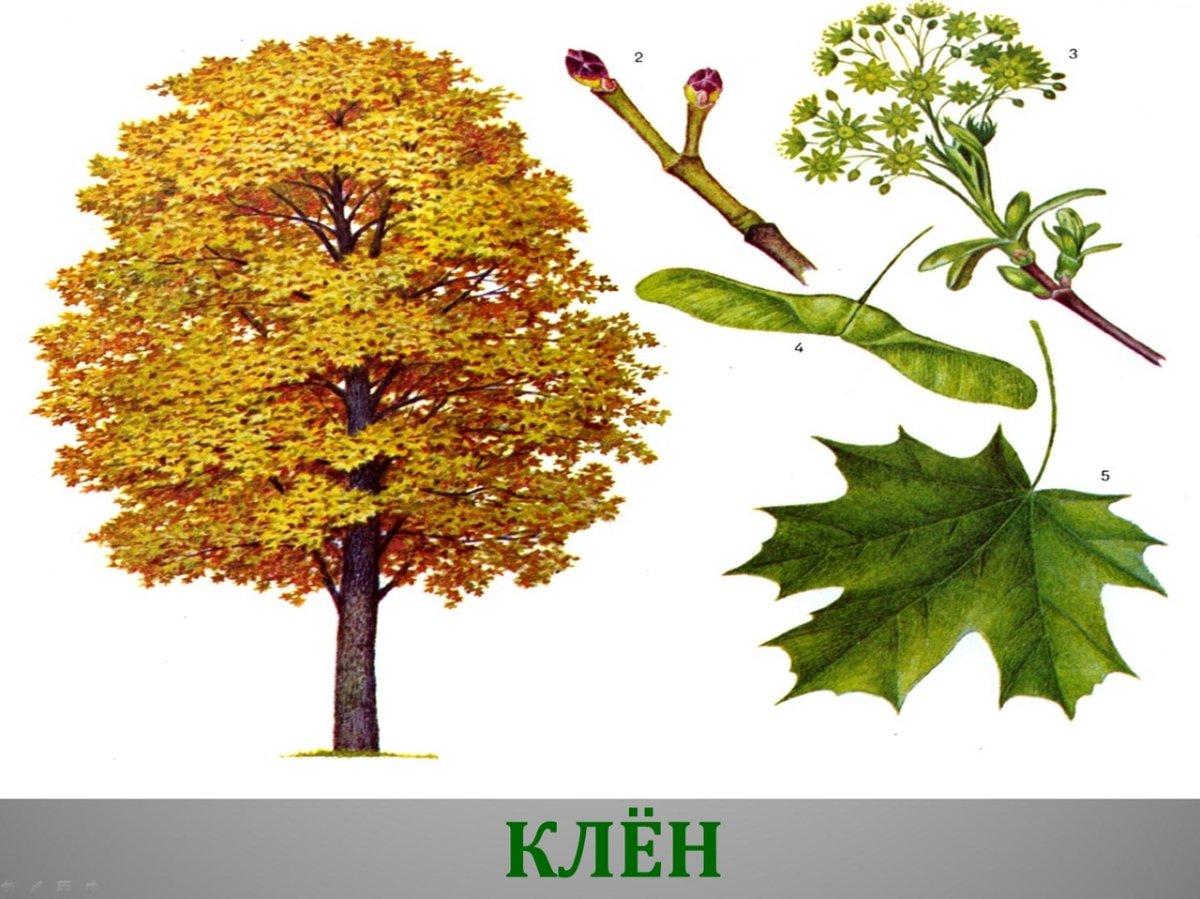 Листья деревьев клен береза дуб