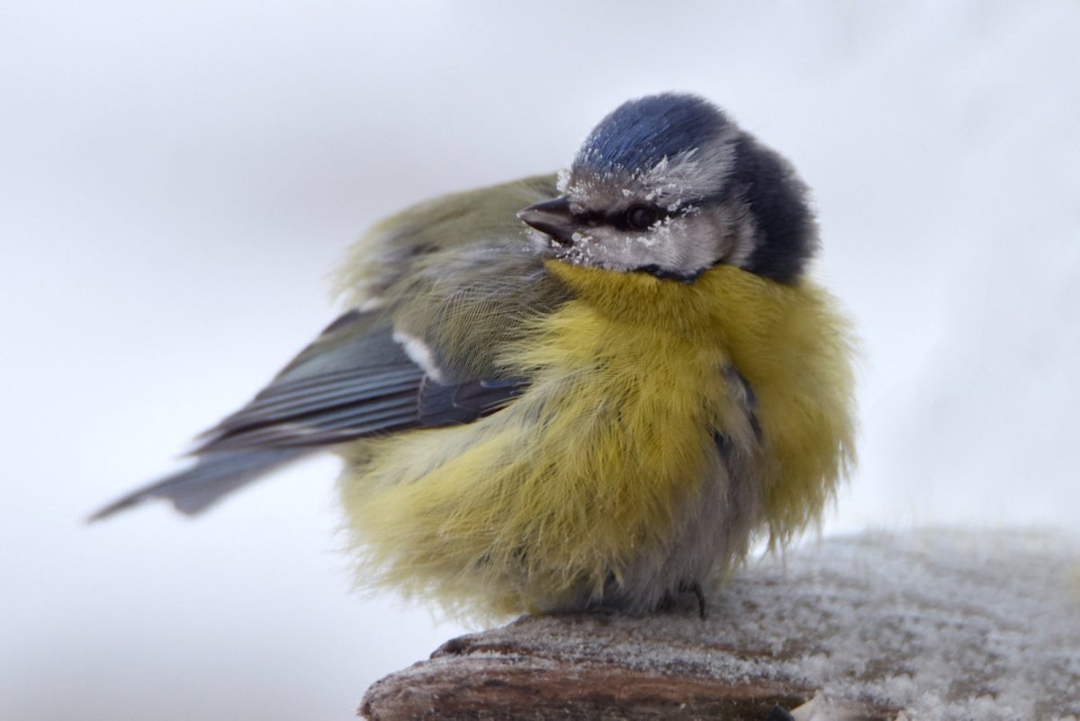 Синичка была холодная зима