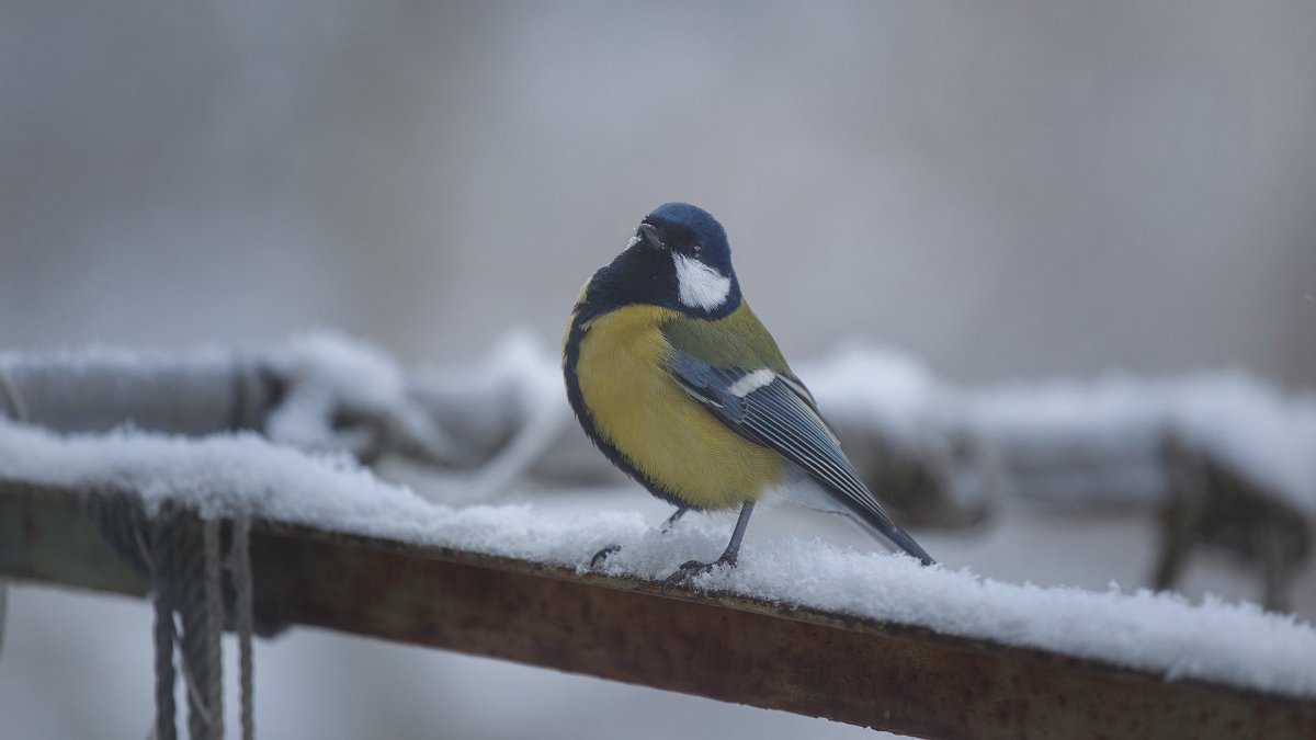 Синица птица