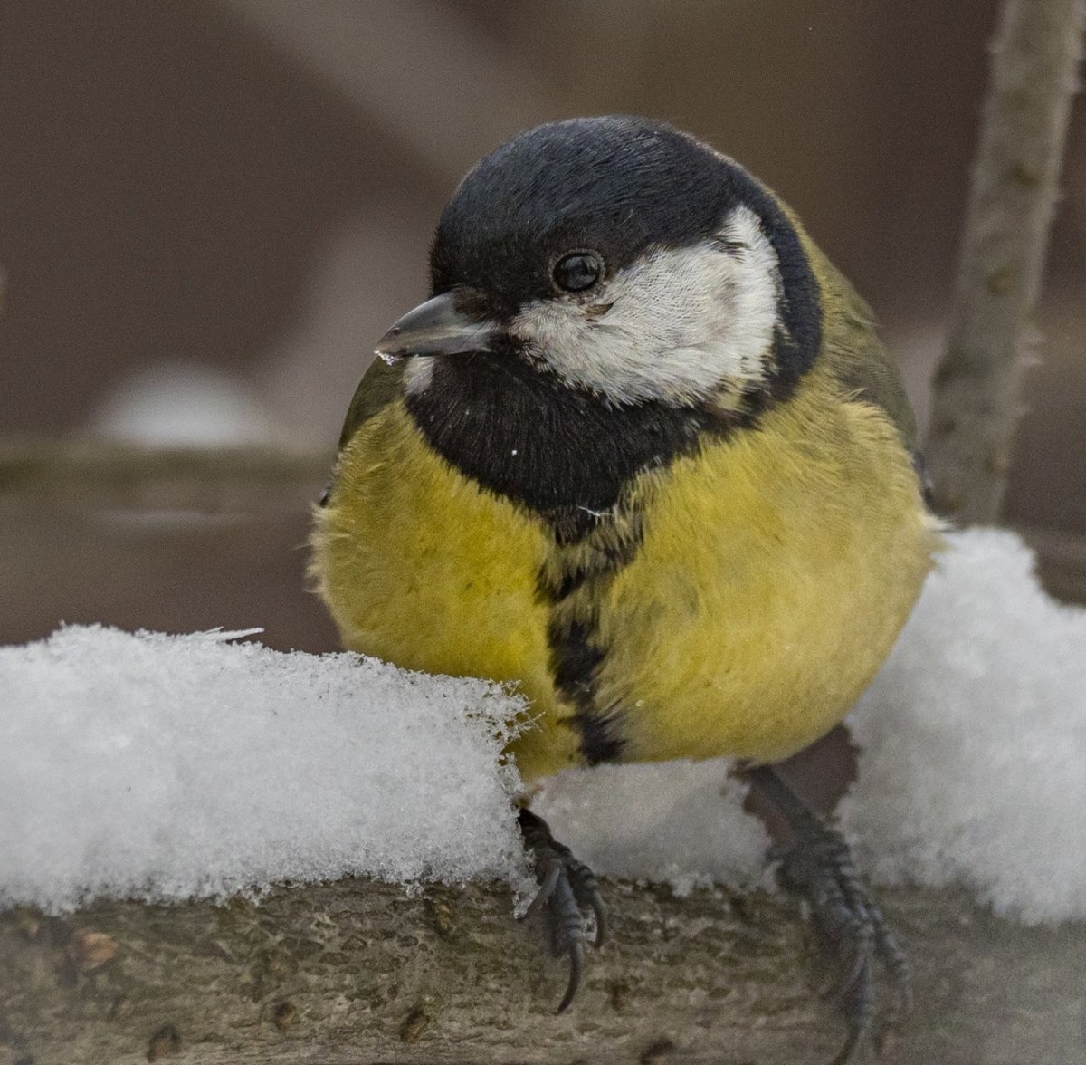 Синица фотографии картинки