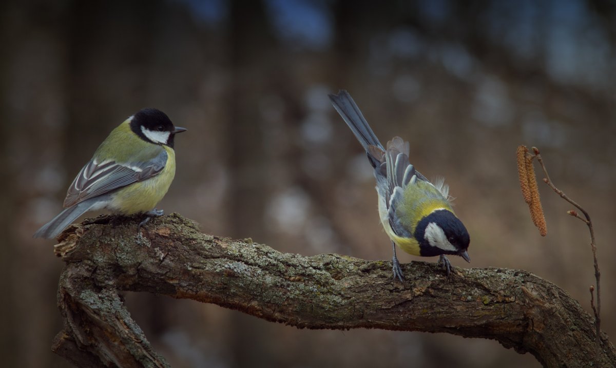 Птицы России синица