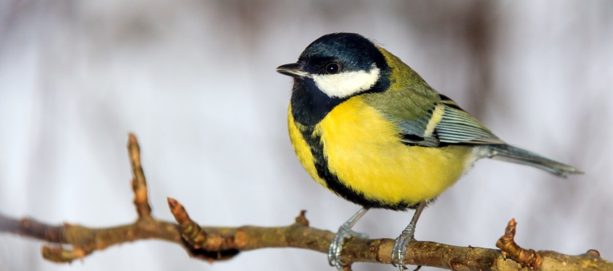 Две синички