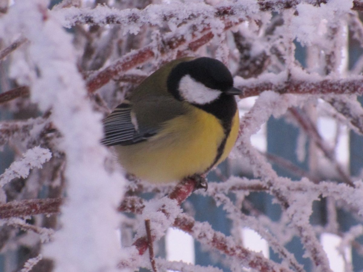 Большая синица Parus Major
