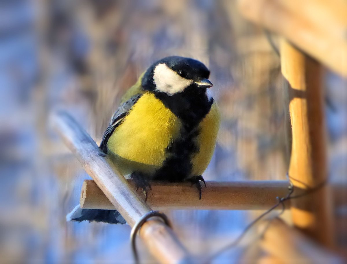 Кормушка "синичка"