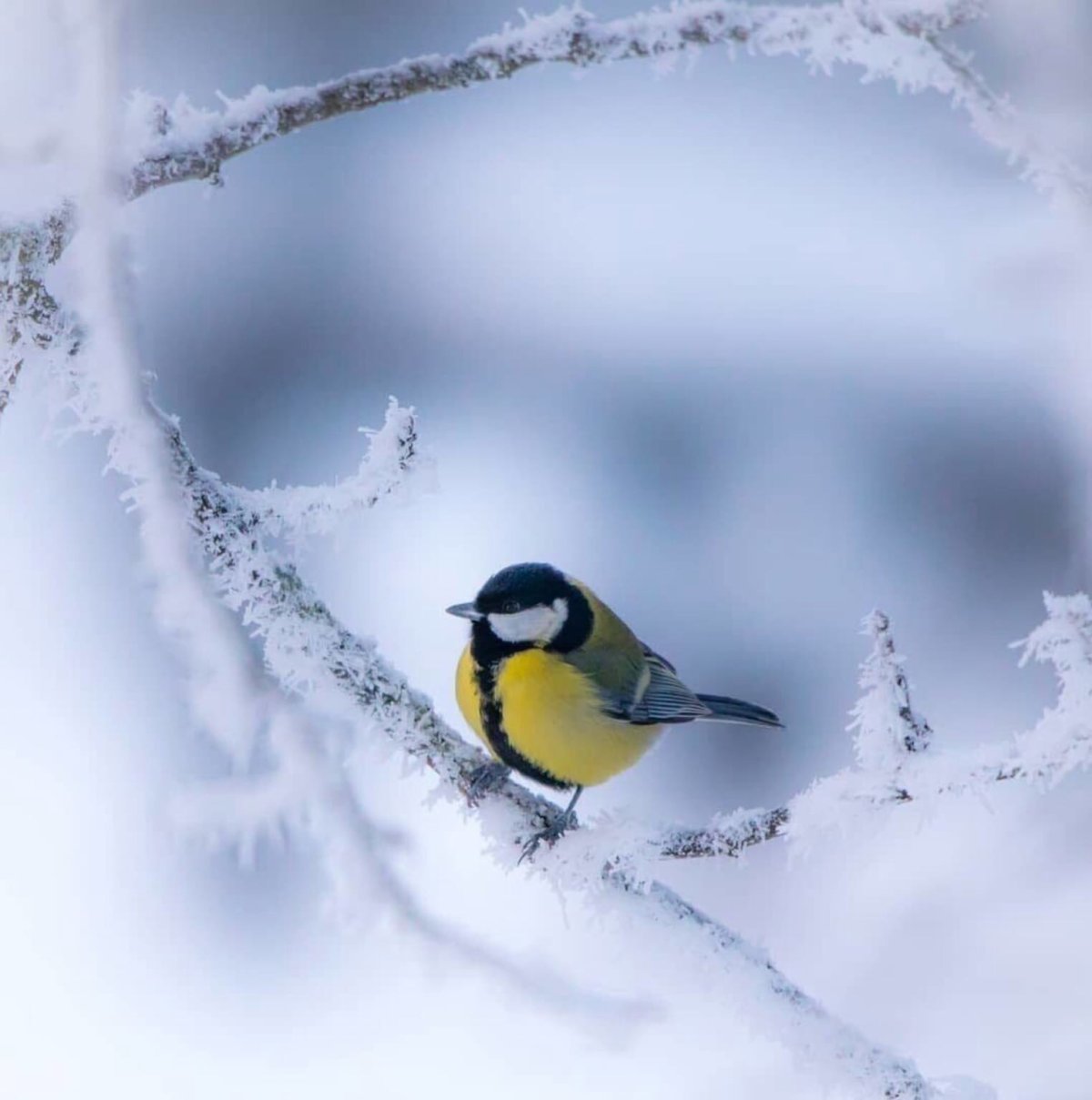 Синица зимой