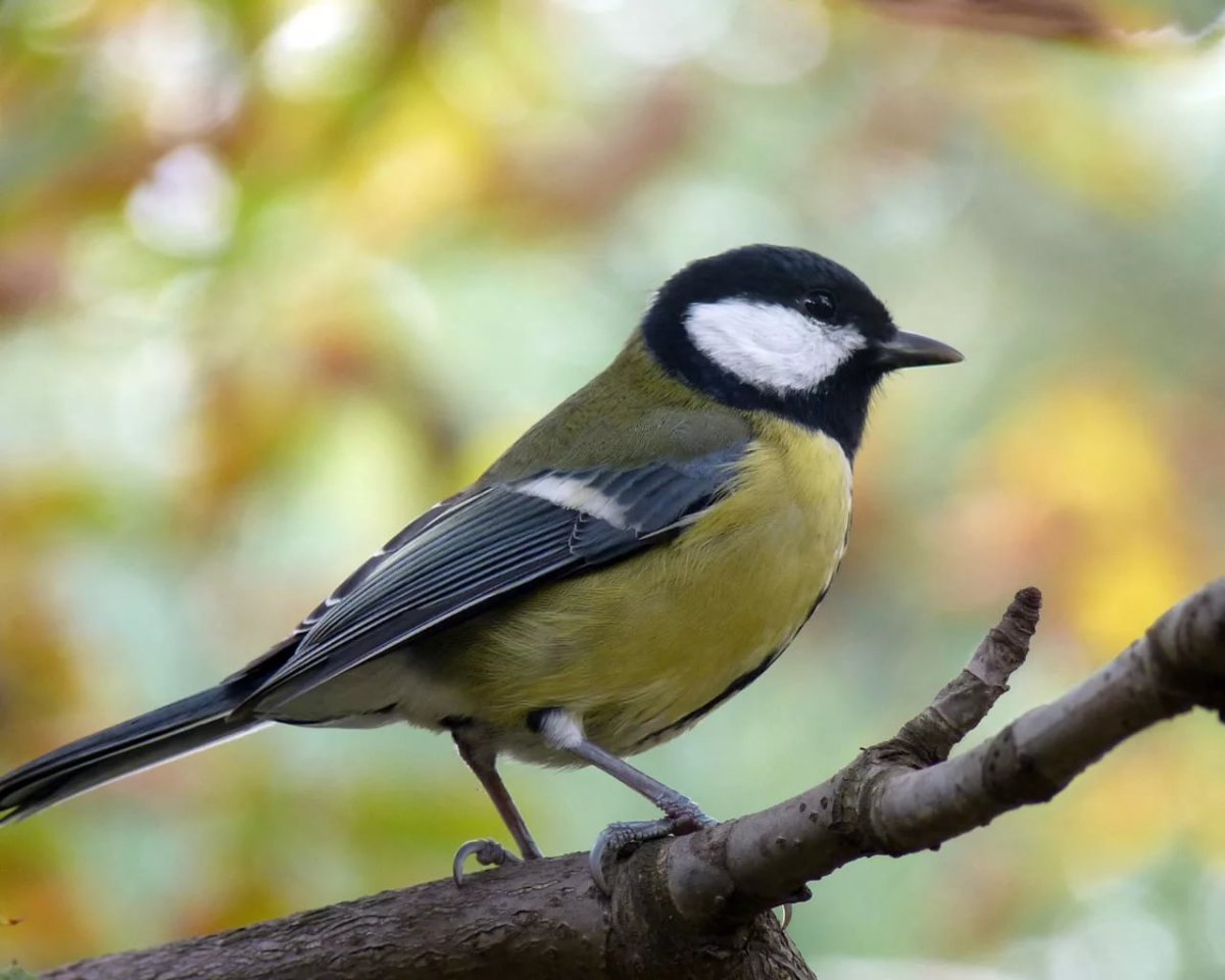 Синицы на ветке